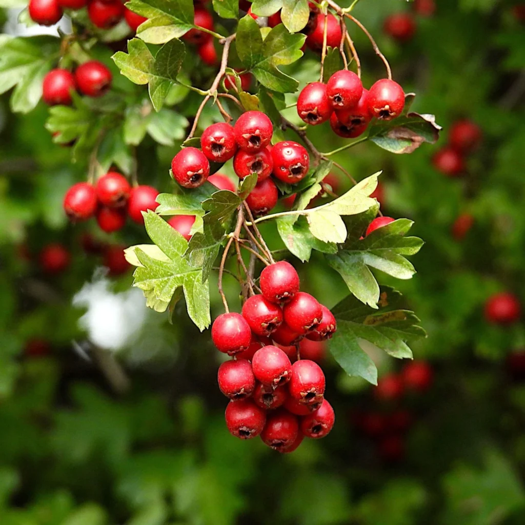 Crataego (Crataegus spp.), ramo com folhas verdes, flores claras e frutos avermelhados.