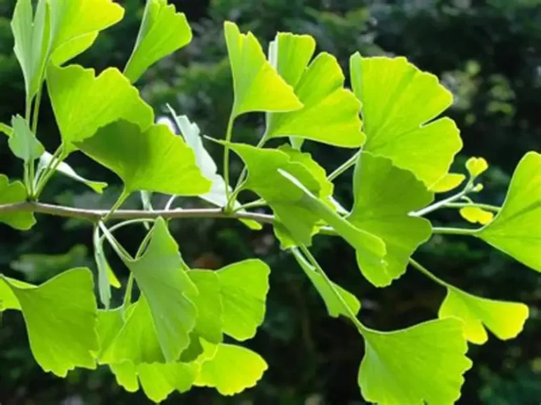 Ginkgo biloba 5 Ginkgo biloba L., folhas em formato de leque