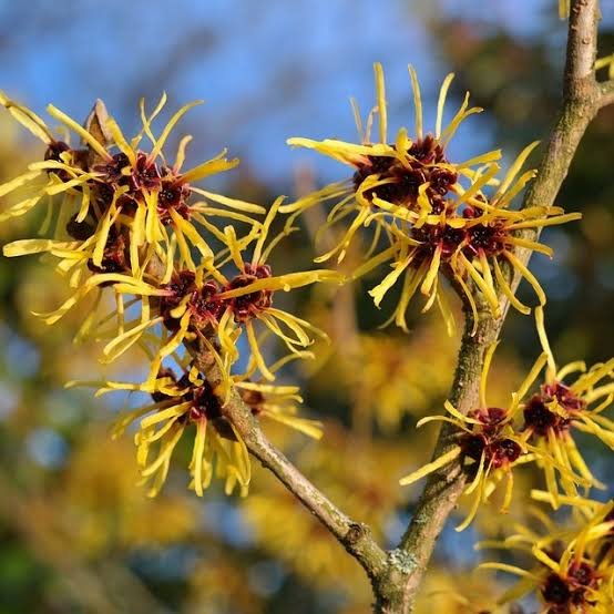 Hamamelis virginiana L., conhecida como hamamélis, arbusto de folhas verdes e flores amarelas finas.