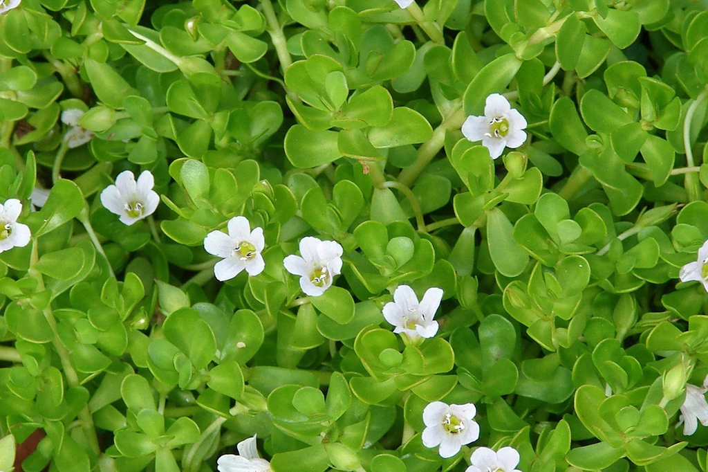 Bacopa 1 Bacopa monnieri
