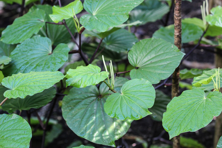 Kava-kava 5 Kava-kava (Piper methysticum), planta medicinal