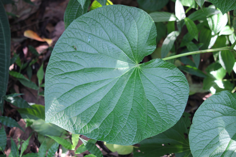 Pariparoba 2 Folhas da pariparoba (Piper umbellatum L.)