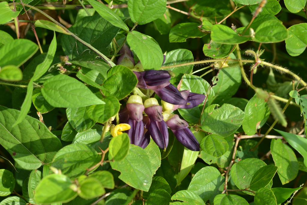 Mucuna 1 Mucuna preta (Mucuna pruriens) com vagens e sementes