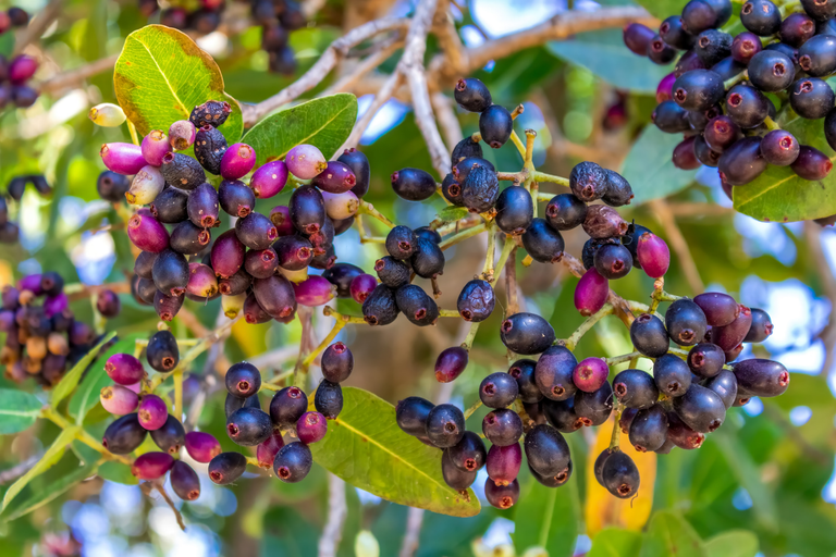 Jambolão 3 Frutos maduros de jambolão (Syzygium cumini), de coloração roxo-escura, presos aos galhos da árvore.