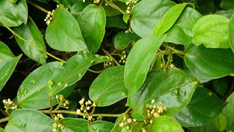 Gymnema 3 Gymnema
