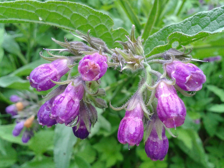 Confrei 4 Confrei (Symphytum officinale) em floração
