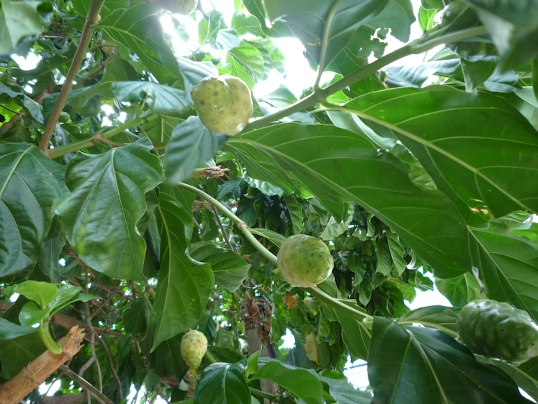 Noni 1 Frutos de noni (*Morinda citrifolia* L.) maduros