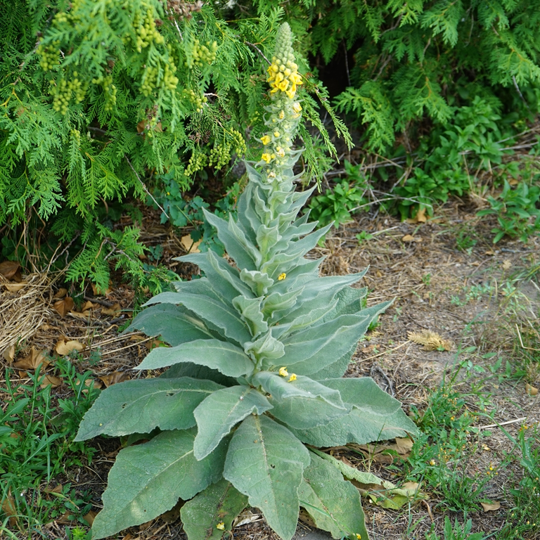 Verbasco 10 Verbasco (Verbascum thapsus L.) em floração
