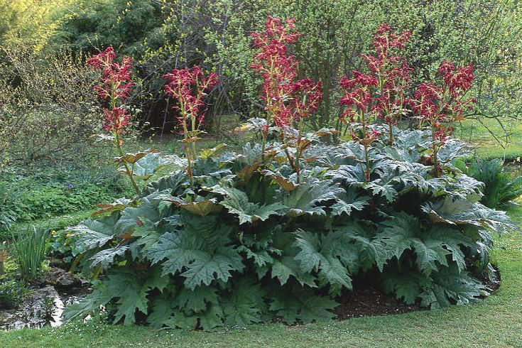 Ruibarbo 2 Ruibarbo (Rheum palmatum) com folhas palmadas