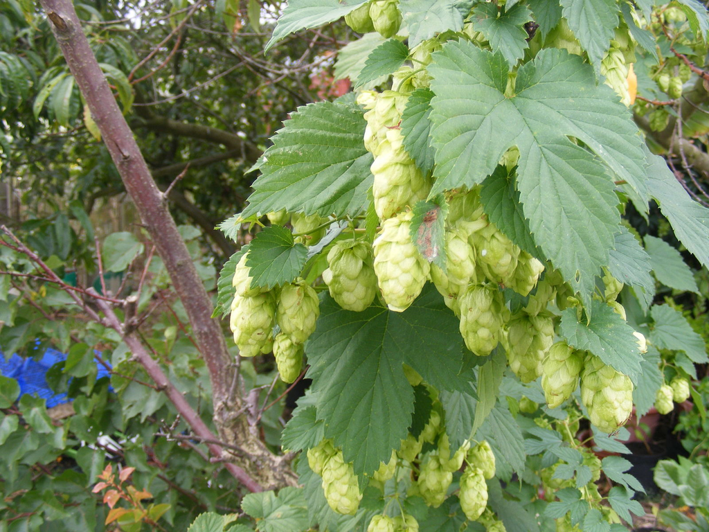 Lúpulo 1 Lúpulo (Humulus lupulus L.) com inflorescências femininas