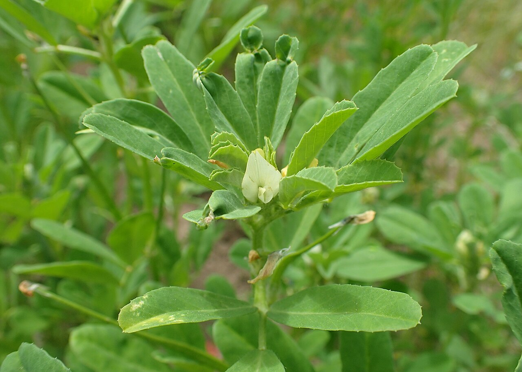 Feno-grego 1 Feno-grego (Trigonella foenum-graecum) com sementes