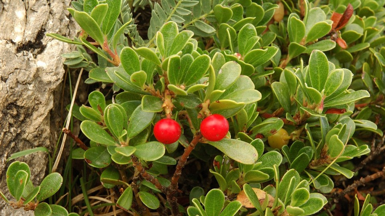 Uva-Ursi 7 Uva-ursi (*Arctostaphylos uva-ursi*) com folhas e frutos