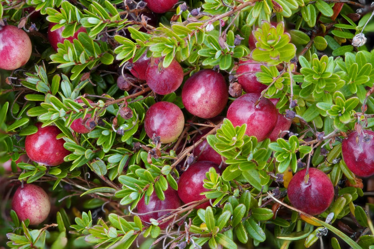 Cranberry 3 Frutos de cranberry (Vaccinium macrocarpon Aiton), pequenos frutos vermelhos.