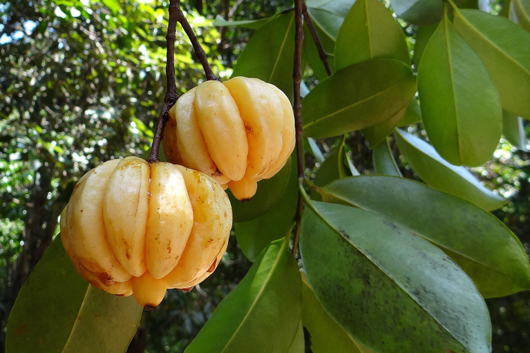 Garcinia Cambogia 6 Fruto da Garcinia gummi-gutta (Garcinia cambogia)