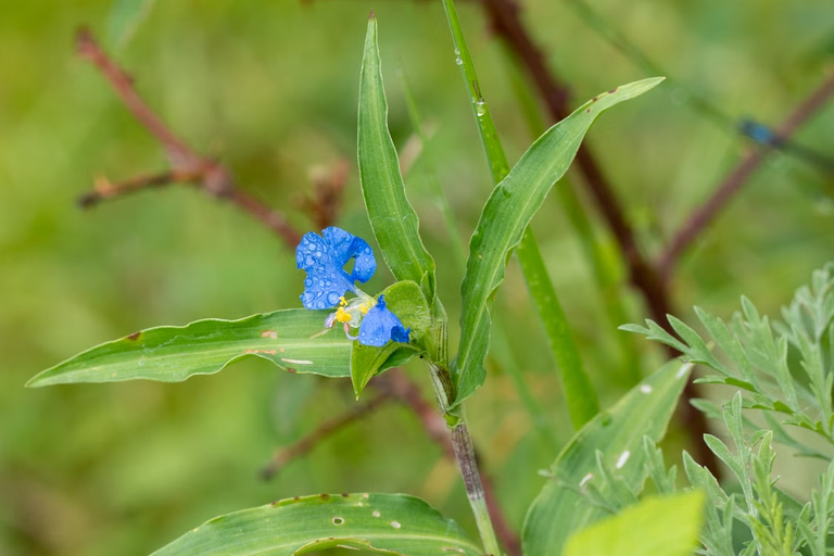 Trapoeraba 1 Trapoeraba (Commelina erecta L.), planta medicinal de uso tradicional