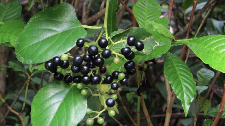 Insulina Vegetal 3 Insulina vegetal (Cissus verticillata) com folhas e ramos