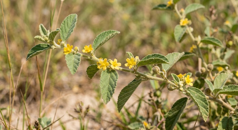 Douradinha 2 Douradinha (Waltheria indica L.) com folhas e flores