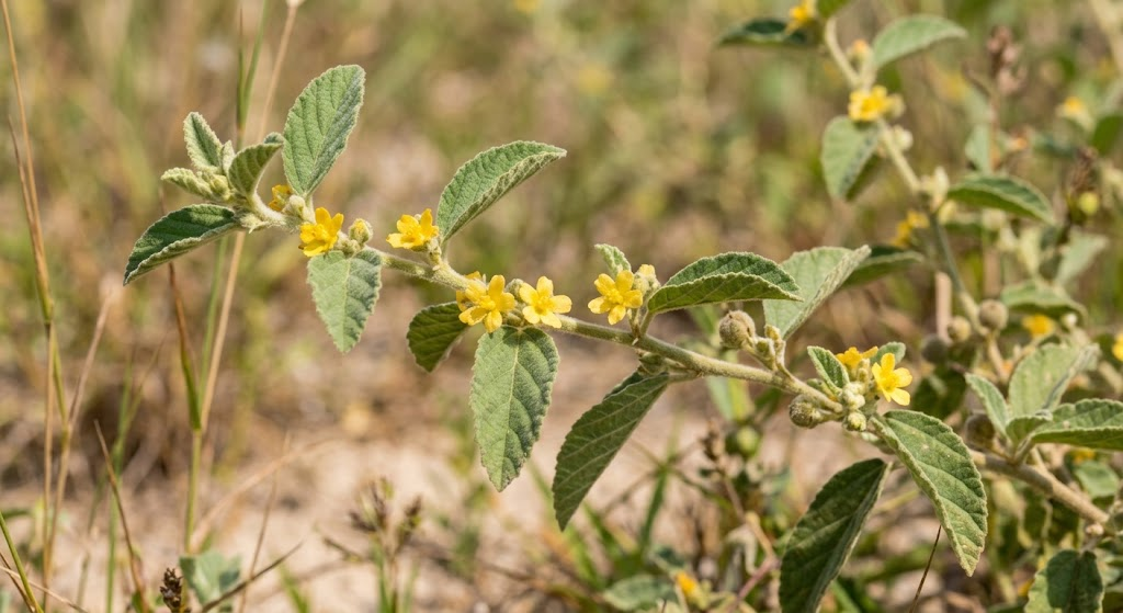 Douradinha 1 Douradinha (Waltheria indica L.) com folhas e flores