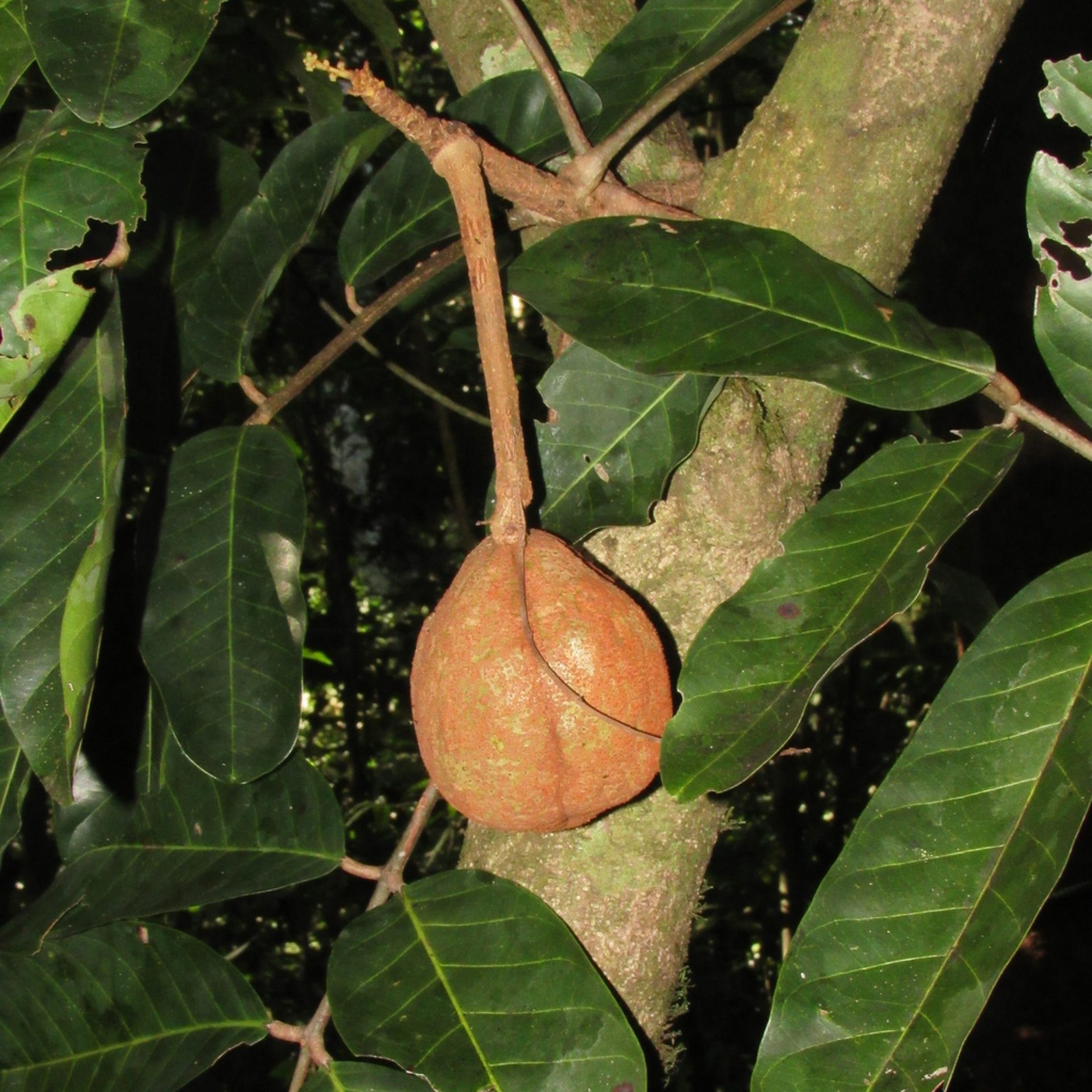 Andiroba 1 Andiroba (Carapa guianensis), planta medicinal