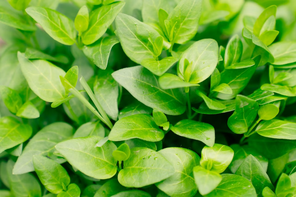 Orégano 1 Orégano (Origanum vulgare), planta medicinal
