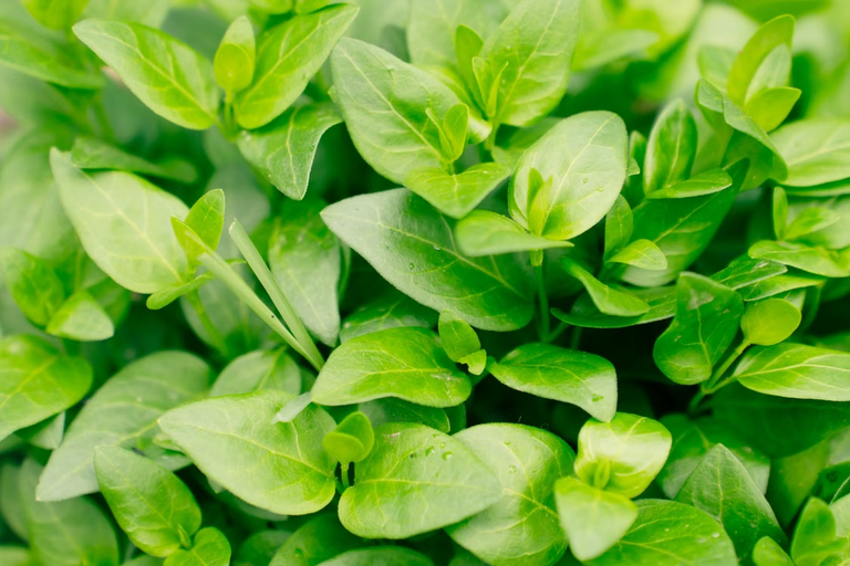 Orégano 5 Orégano (Origanum vulgare), planta medicinal