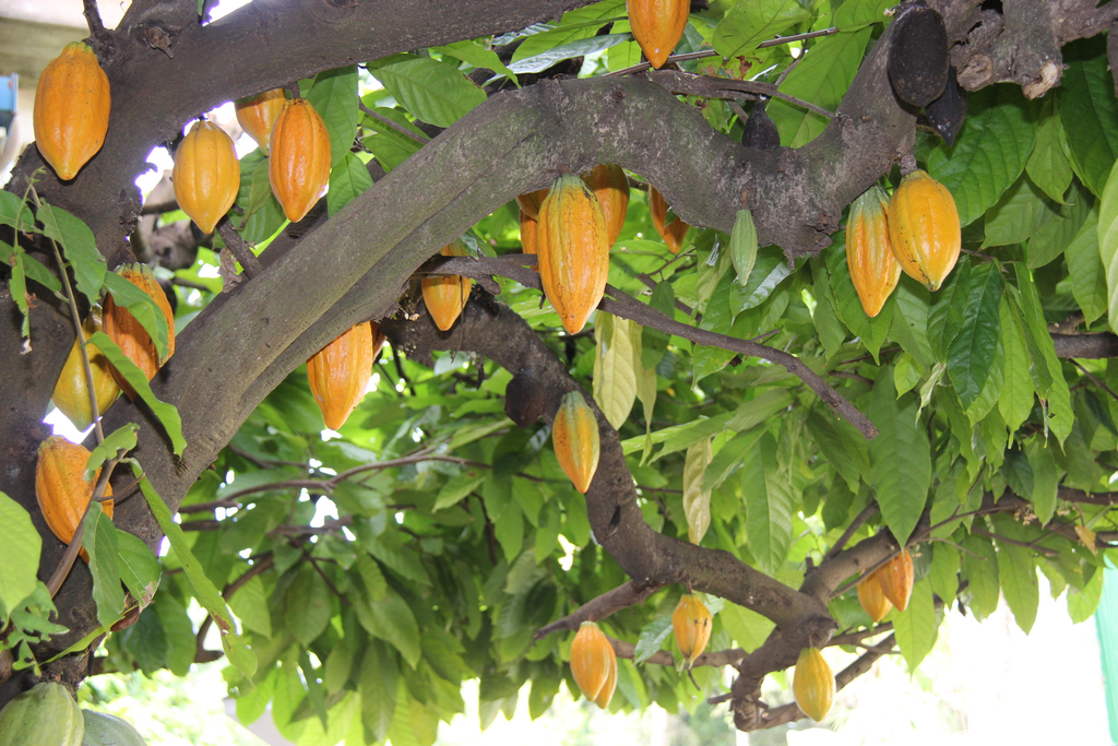 Cacau 1 Cacau (Theobroma cacao)