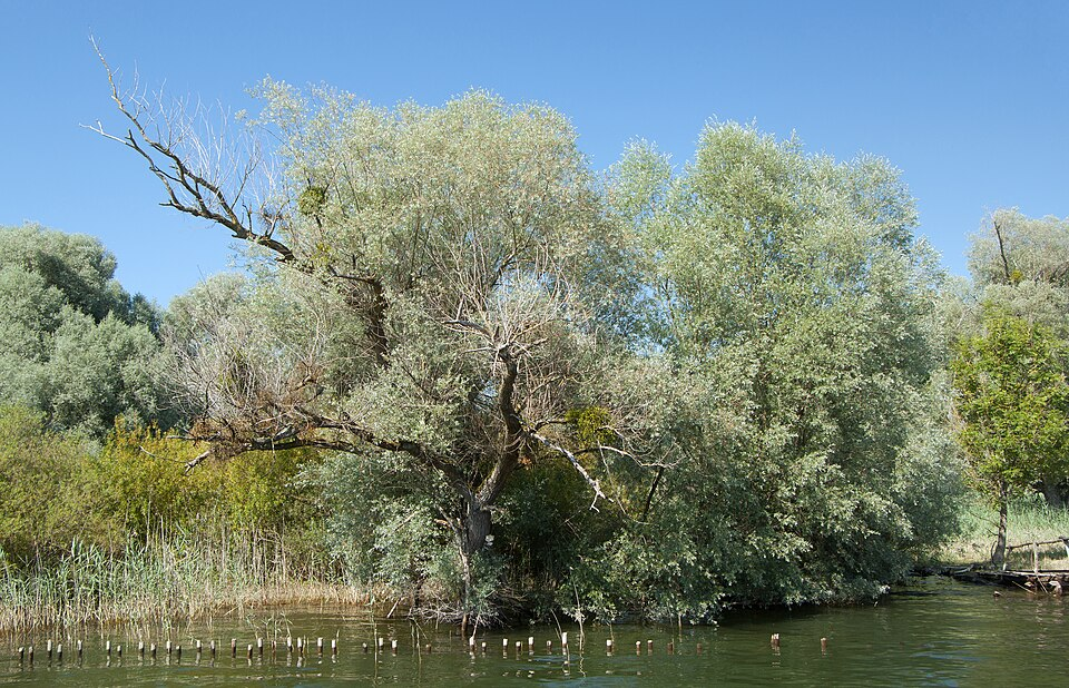 Salgueiro-branco 1 Salgueiro-branco (Salix alba), planta medicinal