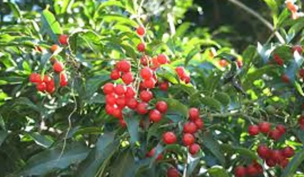 Porangaba (Cordia ecalyculata), planta medicinal