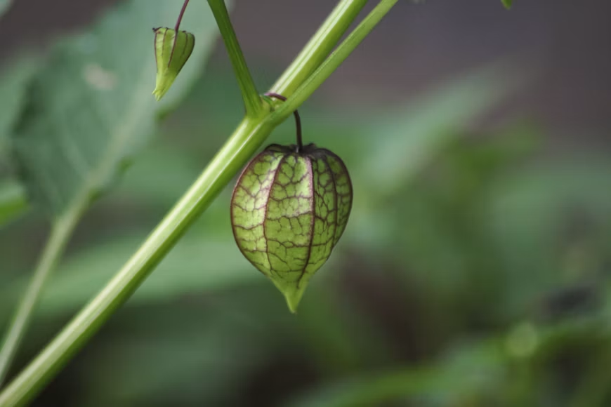 Camapu 1 Camapú (Physalis angulata L.), planta com pequenos frutos envolvidos pelo cálice.