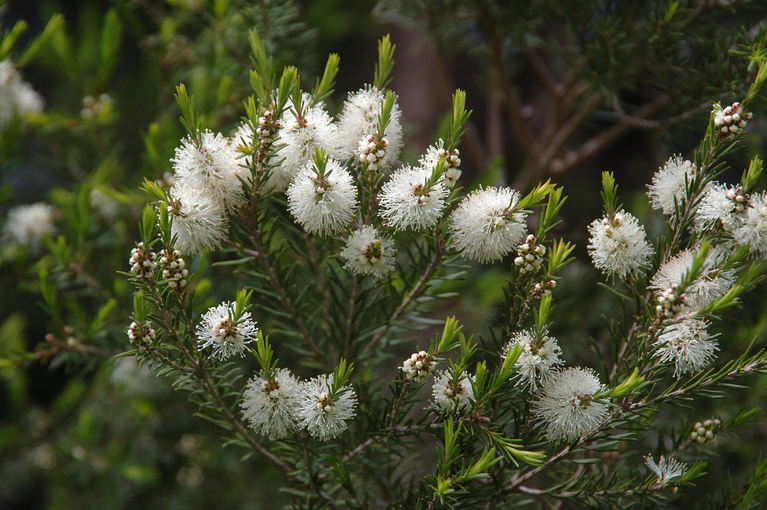 Tea tree 7 Tea tree (Melaleuca alternifolia), planta medicinal