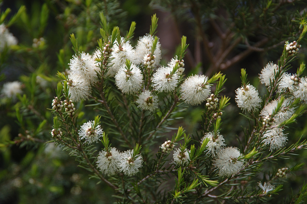 Tea tree 1 Tea tree (Melaleuca alternifolia), planta medicinal