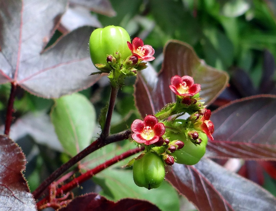 Pião-roxo (Jatropha gossypiifolia L.), planta com folhas lobadas e coloração arroxeada.
