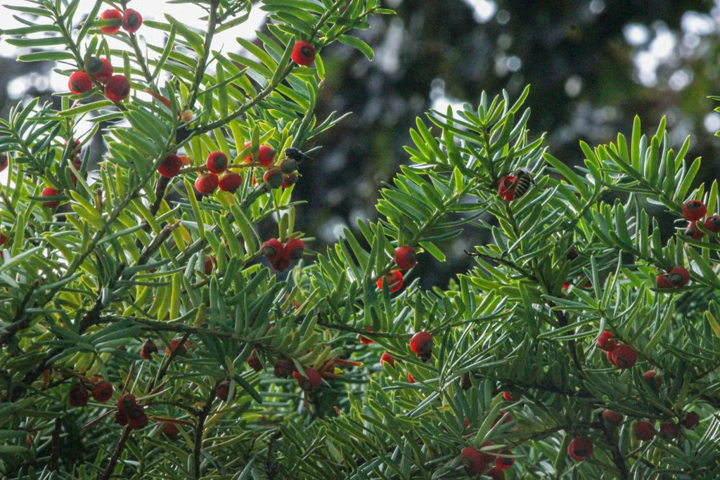 Teixo-do-pacífico 1 Teixo-do-pacífico (Taxus brevifolia Nutt.), árvore perene da família Taxaceae.