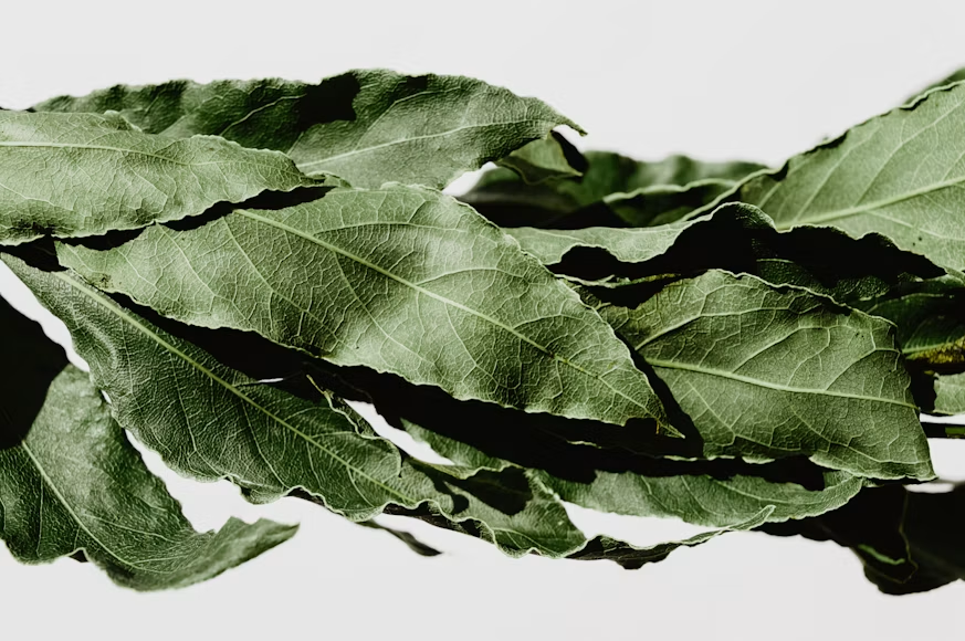 Folhas de louro [Laurus nobilis]