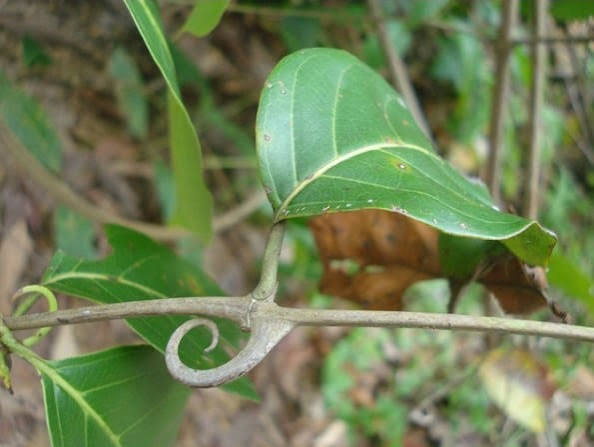 Unha-de-gato (Uncaria tomentosa)