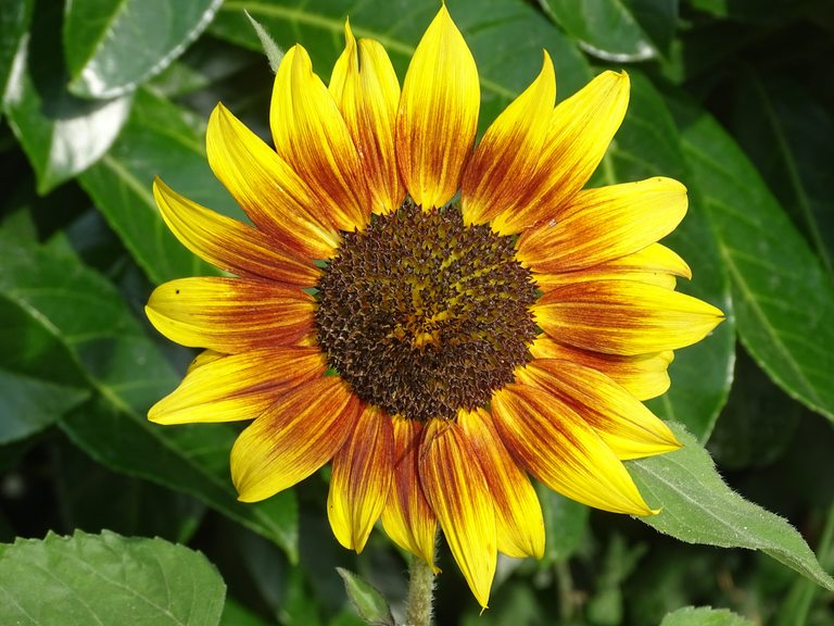 Girassol 2 Girassol (Helianthus annuus) com flores amarelas