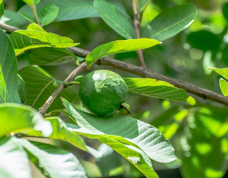 Goiaba e folhas da goiabeira (Psidium guajava L.)