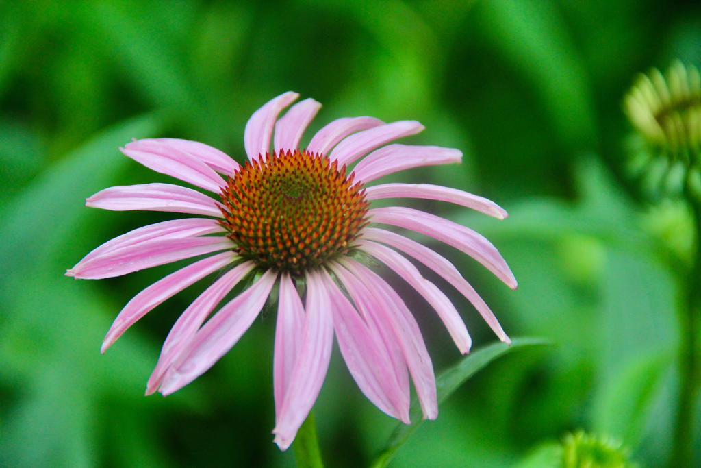 Equinácea, planta medicinal