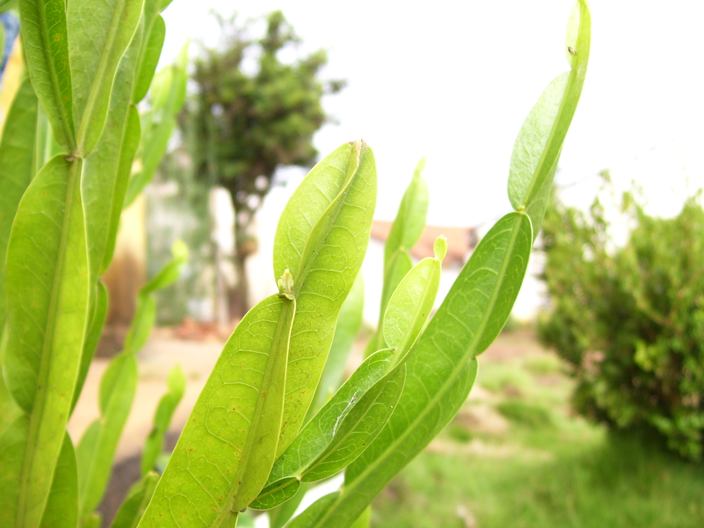 Carqueja 1 Carqueja (Baccharis trimera), planta medicinal