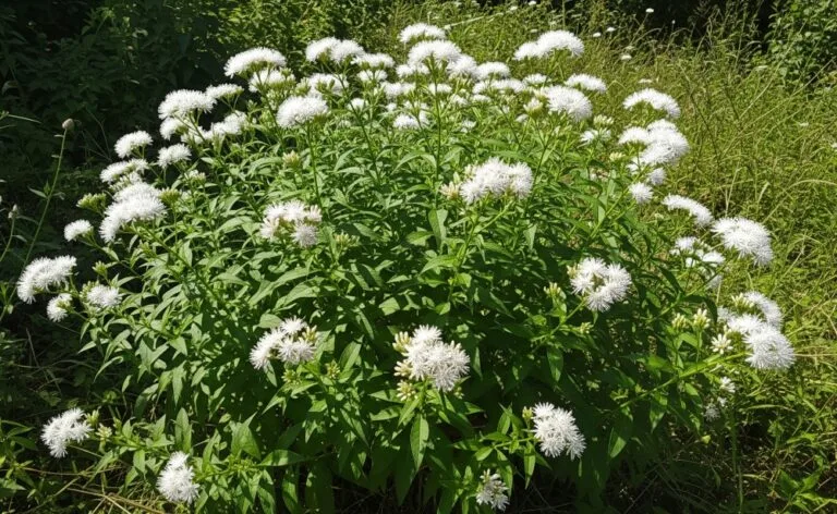 Assa-peixe 1 Assa-peixe (Vernonia polyanthes), planta medicinal