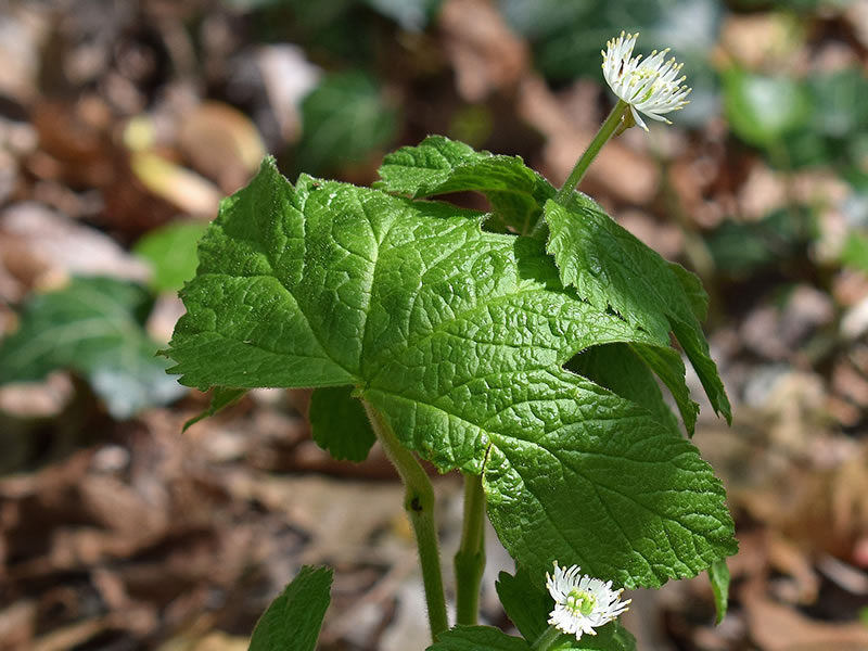 Hydrastis canadensis L. - hidraste, selo-de-ouro, goldenseal, planta medicinal da família Ranunculaceae com rizoma amarelo