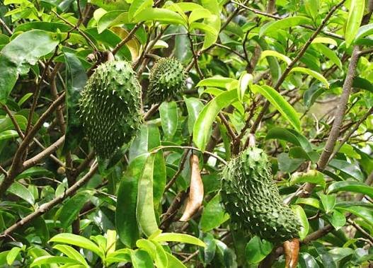 Graviola 7 Graviola - Annona muricata L. - fruta tropical de casca verde espinhosa e polpa branca suculenta