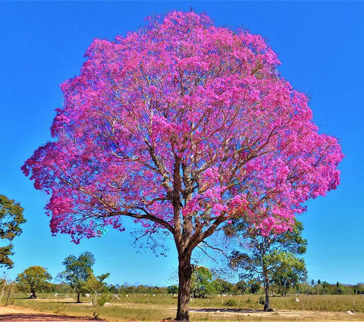 Ipê-roxo