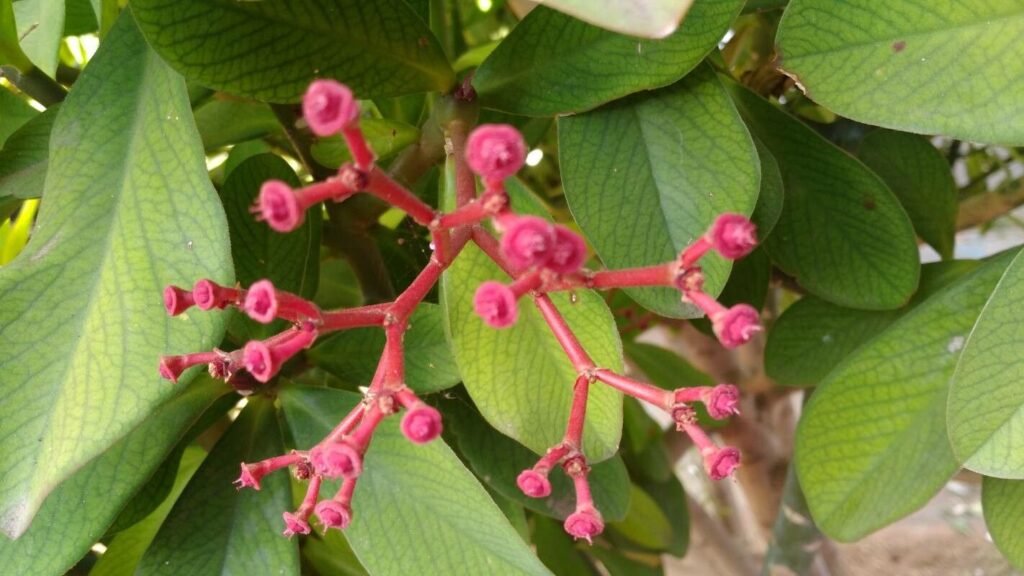 Janaúba 1 Janaúba (Himatanthus drasticus), planta medicinal brasileira