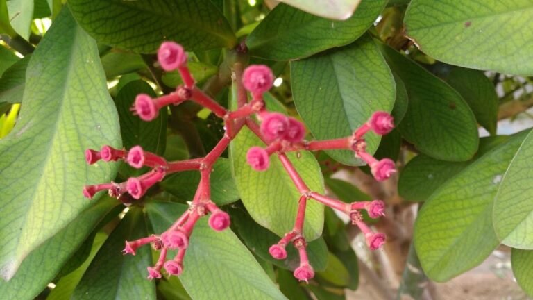 Janaúba (Himatanthus drasticus), planta medicinal brasileira