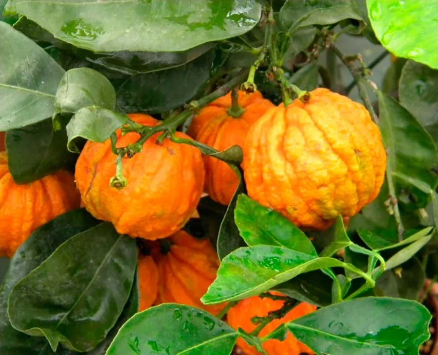 Laranja amarga 1 Frutos de laranja amarga Citrus aurantium em galho com folhas verdes