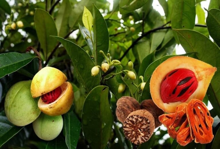 Noz-moscada (Myristica fragrans Houtt.) e suas sementes
