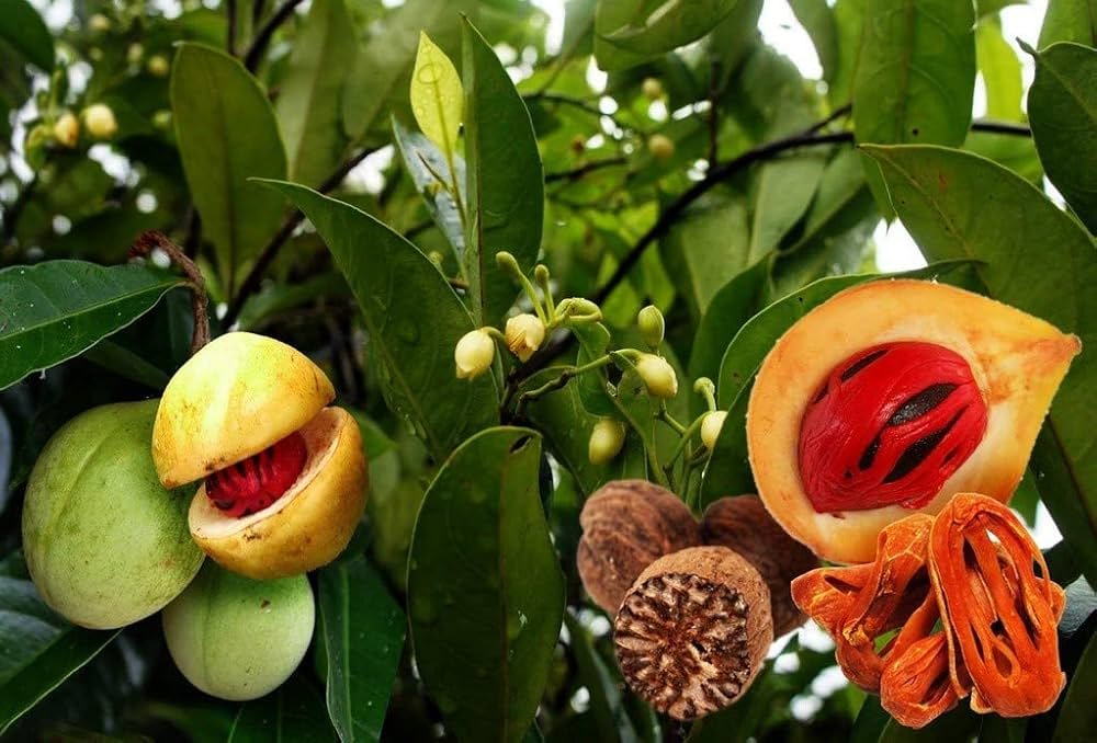 Noz-moscada 1 Noz-moscada (Myristica fragrans Houtt.) e suas sementes
