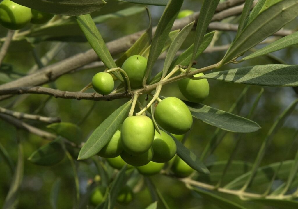 Oliva / Oliveira 1 Oliveira (Olea europaea), planta medicinal