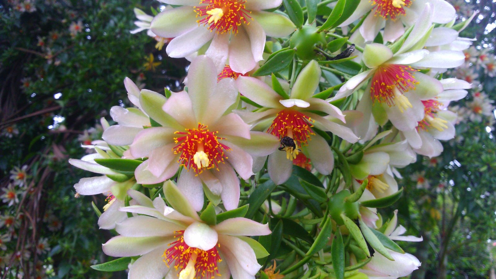 Ora-pro-nóbis 1 Ora-pro-nóbis (Pereskia aculeata Mill.), com folhas verdes e caule com espinhos.